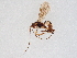  ( - BIOUG59282-A04)  @11 [ ] CreativeCommons - Attribution (2021) CBG Photography Group Centre for Biodiversity Genomics
