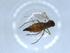  ( - BIOUG51339-D12)  @12 [ ] CreativeCommons - Attribution (2019) Centre for Biodiversity Genomics Centre for Biodiversity Genomics