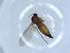  ( - BIOUG51339-D09)  @12 [ ] CreativeCommons - Attribution (2019) Centre for Biodiversity Genomics Centre for Biodiversity Genomics