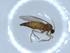  ( - BIOUG51339-E03)  @12 [ ] CreativeCommons - Attribution (2019) Centre for Biodiversity Genomics Centre for Biodiversity Genomics