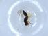  (Elasmus Malaise8215 - BIOUG51325-G07)  @11 [ ] CreativeCommons - Attribution (2019) Centre for Biodiversity Genomics Centre for Biodiversity Genomics