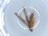  ( - BIOUG51366-F02)  @11 [ ] CreativeCommons - Attribution (2019) Centre for Biodiversity Genomics Centre for Biodiversity Genomics