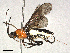  ( - BIOUG51363-G01)  @11 [ ] CreativeCommons - Attribution Share-Alike (2024) CBG Photography Group Centre for Biodiversity Genomics