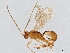  (Mesochorus unocincocinco - BIOUG51348-F09)  @11 [ ] CreativeCommons - Attribution (2021) CBG Photography Group Centre for Biodiversity Genomics