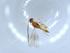  (Ecphylus malaise0603 - BIOUG51348-G12)  @12 [ ] CreativeCommons - Attribution (2019) Centre for Biodiversity Genomics Centre for Biodiversity Genomics