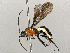  ( - BIOUG51395-E04)  @11 [ ] CreativeCommons - Attribution Share-Alike (2024) CBG Photography Group Centre for Biodiversity Genomics