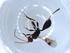  (Ondigus malaise0498 - BIOUG51394-A11)  @11 [ ] CreativeCommons - Attribution (2019) Centre for Biodiversity Genomics Centre for Biodiversity Genomics