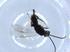 ( - BIOUG51387-G10)  @12 [ ] CreativeCommons - Attribution (2019) Centre for Biodiversity Genomics Centre for Biodiversity Genomics