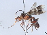  (Dentigaster - BIOUG51071-E10)  @11 [ ] CreativeCommons - Attribution (2020) CBG Photography Group Centre for Biodiversity Genomics