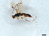  (Ondigus Malaise9006 - BIOUG51569-B11)  @11 [ ] CreativeCommons - Attribution (2022) CBG Photography Group Centre for Biodiversity Genomics