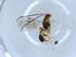  (Mesochorus unodosseis - BIOUG51591-E05)  @12 [ ] CreativeCommons - Attribution (2019) Centre for Biodiversity Genomics Centre for Biodiversity Genomics