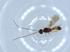  ( - BIOUG51418-B06)  @12 [ ] CreativeCommons - Attribution (2019) Centre for Biodiversity Genomics Centre for Biodiversity Genomics