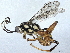  ( - BIOUG56906-D04)  @11 [ ] CreativeCommons - Attribution (2021) CBG Photography Group Centre for Biodiversity Genomics