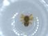  (Dipoena sp. 3 FML - BIOUG56688-H09)  @11 [ ] CreativeCommons - Attribution (2020) Centre for Biodiversity Genomics Centre for Biodiversity Genomics