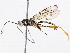  (Xorides Malaise3995 - BIOUG56815-D11)  @14 [ ] CreativeCommons - Attribution (2020) CBG Photography Group Centre for Biodiversity Genomics