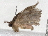  ( - BIOUG55386-C04)  @13 [ ] CreativeCommons - Attribution (2020) CBG Photography Group Centre for Biodiversity Genomics