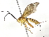  ( - BIOUG56922-H06)  @14 [ ] CreativeCommons - Attribution (2021) CBG Photography Group Centre for Biodiversity Genomics