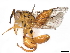  (chalMalaise1551 - BIOUG56954-E11)  @11 [ ] CreativeCommons - Attribution (2021) CBG Photography Group Centre for Biodiversity Genomics