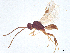  ( - BIOUG60670-G07)  @11 [ ] CreativeCommons - Attribution (2021) CBG Photography Group Centre for Biodiversity Genomics
