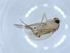  ( - BIOUG51687-G11)  @12 [ ] CreativeCommons - Attribution (2019) Centre for Biodiversity Genomics Centre for Biodiversity Genomics