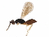  (Pnigalio Malaise4739 - BIOUG51690-F04)  @15 [ ] CreativeCommons - Attribution (2020) CBG Photography Group Centre for Biodiversity Genomics