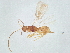  (Ecphylus Malaise2614 - BIOUG51972-G03)  @11 [ ] CreativeCommons - Attribution (2022) CBG Photography Group Centre for Biodiversity Genomics