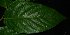  (Cleistanthus macrophyllus - MG_0299_I)  @11 [ ] CreativeCommons - Attribution Non-Commercial Share-Alike (2015) Megawati Herbarium Bogoriense