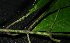  (Psychotria leptothyrsa - MG_0302_K)  @11 [ ] CreativeCommons - Attribution Non-Commercial Share-Alike (2015) Megawati Herbarium Bogoriense