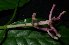  ( - MG_0302_K)  @11 [ ] CreativeCommons - Attribution Non-Commercial Share-Alike (2015) Megawati Herbarium Bogoriense