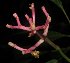  ( - MG_0302_K)  @11 [ ] CreativeCommons - Attribution Non-Commercial Share-Alike (2015) Megawati Herbarium Bogoriense