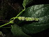 ( - MG_0304_K)  @11 [ ] CreativeCommons - Attribution Non-Commercial Share-Alike (2015) Megawati Herbarium Bogoriense