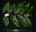  ( - MG_0307_I)  @11 [ ] CreativeCommons - Attribution Non-Commercial Share-Alike (2015) Megawati Herbarium Bogoriense