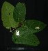  ( - MG_0309_I)  @11 [ ] CreativeCommons - Attribution Non-Commercial Share-Alike (2015) Megawati Herbarium Bogoriense