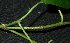  ( - MG_0321_K)  @11 [ ] CreativeCommons - Attribution Non-Commercial Share-Alike (2015) Megawati Herbarium Bogoriense