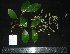 (Embelia ribes - MG_0323_K)  @11 [ ] CreativeCommons - Attribution Non-Commercial Share-Alike (2015) Megawati Herbarium Bogoriense