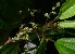 ( - MG_0330_K)  @11 [ ] CreativeCommons - Attribution Non-Commercial Share-Alike (2015) Megawati Herbarium Bogoriense