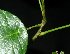  ( - MG_0334_I)  @11 [ ] CreativeCommons - Attribution Non-Commercial Share-Alike (2015) Megawati Herbarium Bogoriense
