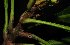  ( - MG_0366_I)  @11 [ ] CreativeCommons - Attribution Non-Commercial Share-Alike (2015) Megawati Herbarium Bogoriense