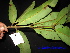  ( - XM_0418)  @11 [ ] CreativeCommons - Attribution Non-Commercial Share-Alike (2012) C Webb, E Setiawan, H Yanto Arnold Arboretum of Harvard University