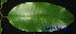  ( - XM_0437)  @11 [ ] CreativeCommons - Attribution Non-Commercial Share-Alike (2012) C Webb, E Setiawan, H Yanto Arnold Arboretum of Harvard University