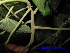  ( - XM_0446)  @11 [ ] CreativeCommons - Attribution Non-Commercial Share-Alike (2012) C Webb, E Setiawan, H Yanto Arnold Arboretum of Harvard University