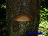  ( - XM_0453)  @11 [ ] CreativeCommons - Attribution Non-Commercial Share-Alike (2012) C Webb, E Setiawan, H Yanto Arnold Arboretum of Harvard University