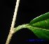  (Alangium villosum - XM_0456)  @11 [ ] CreativeCommons - Attribution Non-Commercial Share-Alike (2012) C Webb, E Setiawan, H Yanto Arnold Arboretum of Harvard University