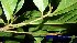 ( - XM_0457)  @11 [ ] CreativeCommons - Attribution Non-Commercial Share-Alike (2012) C Webb, E Setiawan, H Yanto Arnold Arboretum of Harvard University