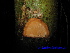  ( - XM_0477)  @11 [ ] CreativeCommons - Attribution Non-Commercial Share-Alike (2012) C Webb, E Setiawan, H Yanto Arnold Arboretum of Harvard University