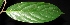  (Hydnocarpus polypetela - XM_0024_H)  @11 [ ] CreativeCommons - Attribution Non-Commercial Share-Alike (2015) Cam Webb, Endro Setiawan & Hery Yanto Arnold Arboretum of Harvard University