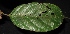  ( - XM_0045_H)  @11 [ ] CreativeCommons - Attribution Non-Commercial Share-Alike (2015) Cam Webb, Endro Setiawan & Hery Yanto Arnold Arboretum of Harvard University