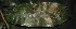  ( - XM_0077_H)  @11 [ ] CreativeCommons - Attribution Non-Commercial Share-Alike (2015) Cam Webb, Endro Setiawan & Hery Yanto Arnold Arboretum of Harvard University