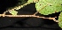  ( - XM_0082)  @11 [ ] CreativeCommons - Attribution Non-Commercial Share-Alike (2015) Cam Webb, Endro Setiawan & Hery Yanto Arnold Arboretum of Harvard University
