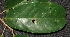  ( - XM_0094_H)  @11 [ ] CreativeCommons - Attribution Non-Commercial Share-Alike (2015) Cam Webb, Endro Setiawan & Hery Yanto Arnold Arboretum of Harvard University